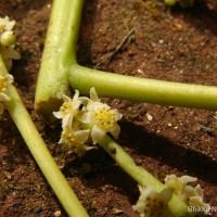 Spondias pinnata (L.f.) Kurz